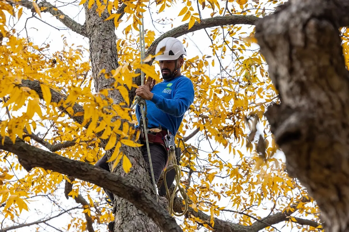 Skilled Tree Planing crew working in Smithville